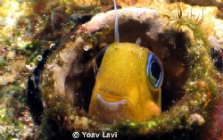small blenni, taken with canon S50 and Inon micro-fisheye by Yoav Lavi 
